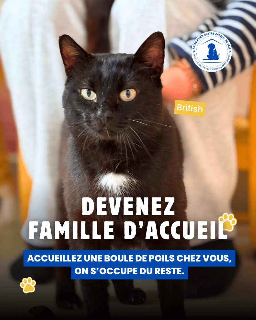 Carrousel réseaux sociaux réalisé pour l’association Quatre Pattes, Un Toit