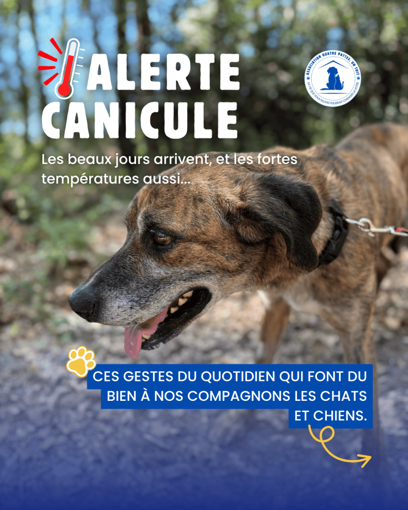 Carrousel réseaux sociaux réalisé pour l’association Quatre Pattes, Un Toit