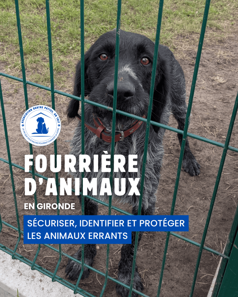 Carrousel réseaux sociaux réalisé pour l’association Quatre Pattes, Un Toit