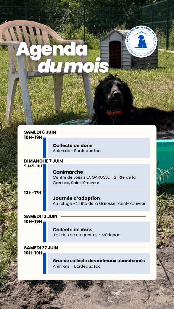 Visuel réseaux sociaux réalisé pour l’association Quatre Pattes, Un Toit